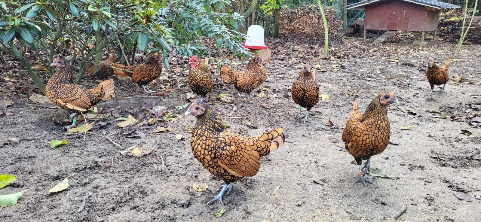 Sebright hennetjes goudzwart gezoomd, Animaux & Accessoires