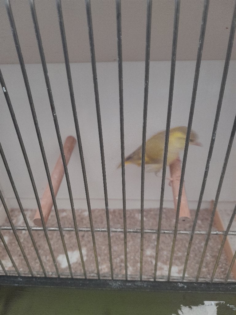 SIJS, Dieren en Toebehoren, Wildzangvogel, Geringd