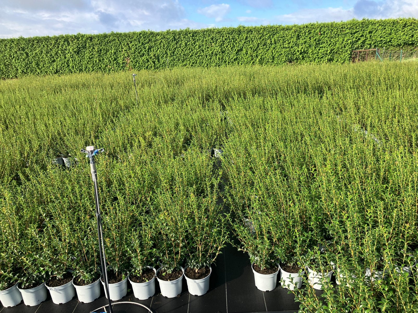Osmanthus burkwoodii / schijnhulst 40/60 cm C3, Ophalen