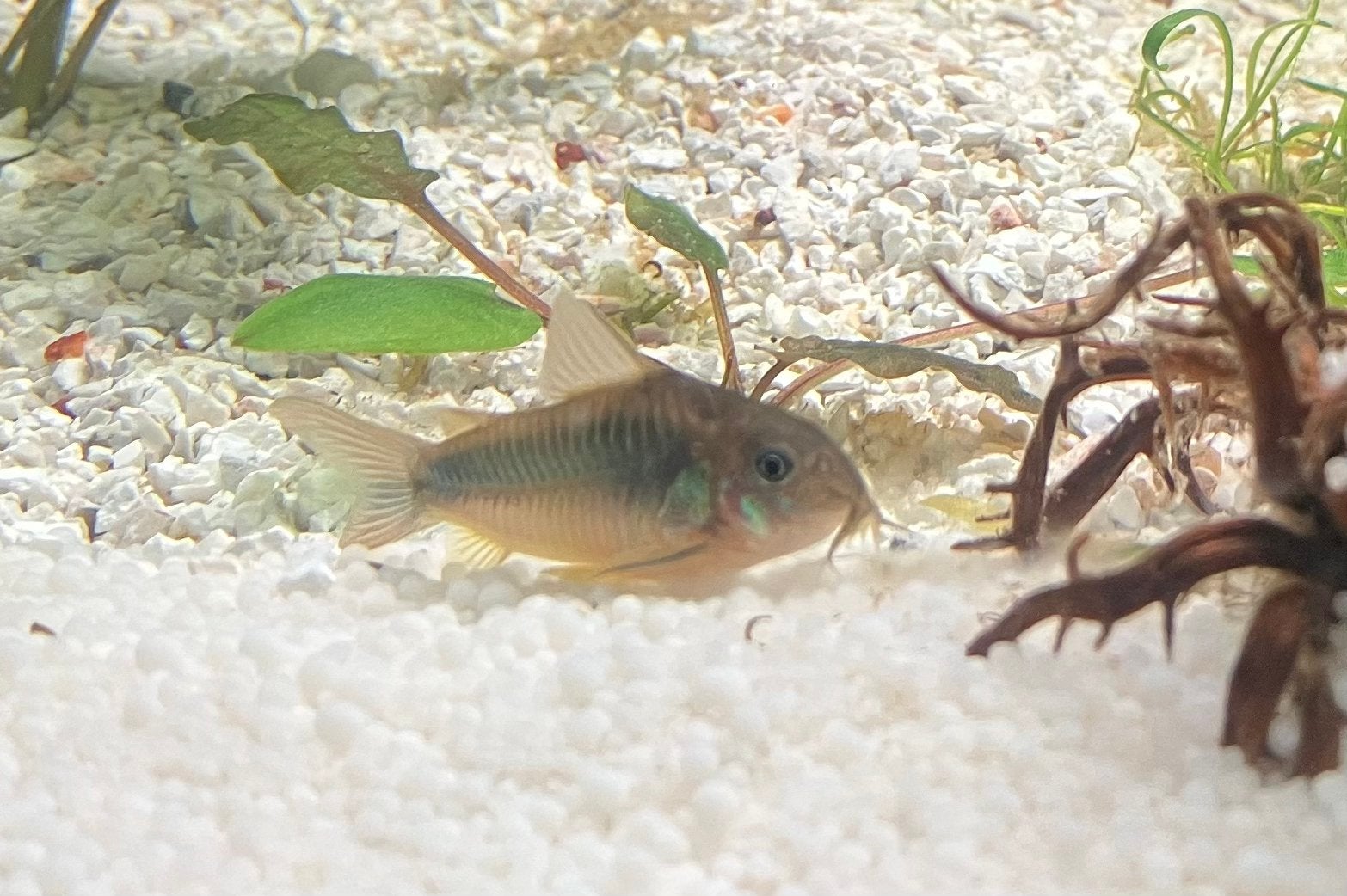 Groene corydoras, Animaux & Accessoires, Poisson, Poisson d'eau douce, Banc de poissons