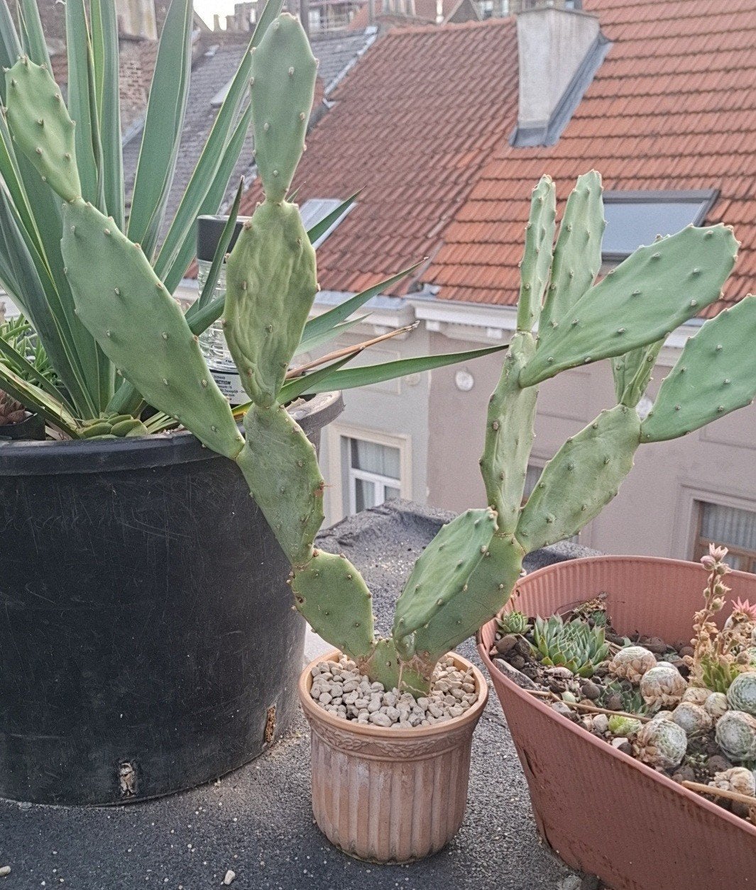 Opuntia vulgaris, Tuin en Terras, Ophalen of Verzenden