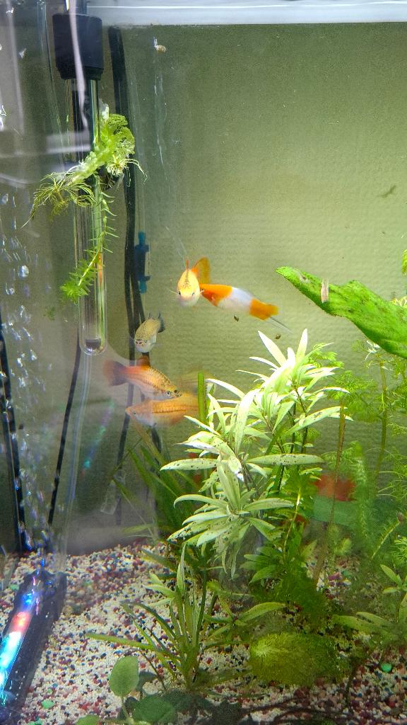 Zwaarddrager mix, Dieren en Toebehoren, Vissen | Aquariumvissen, Vis, Zoetwatervis