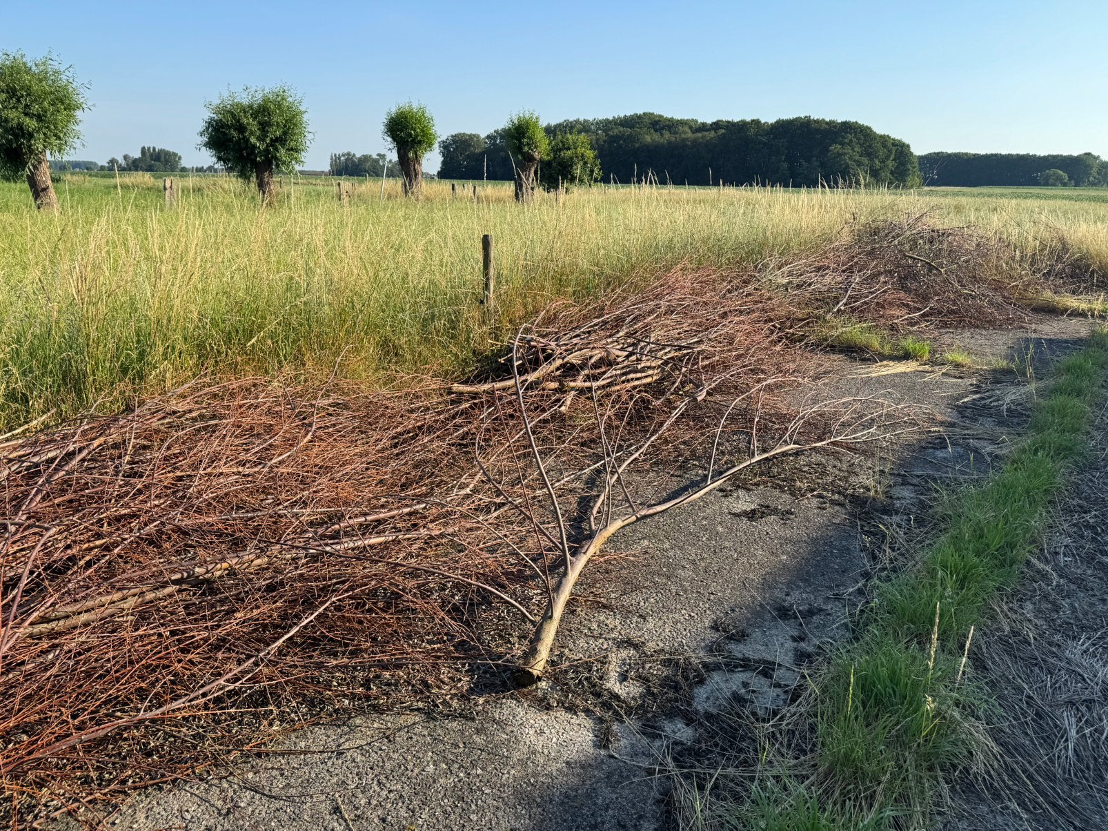 Gratis wilgentakken - snoeihout, 6 m³ of meer, Ophalen, Overige houtsoorten, Takken