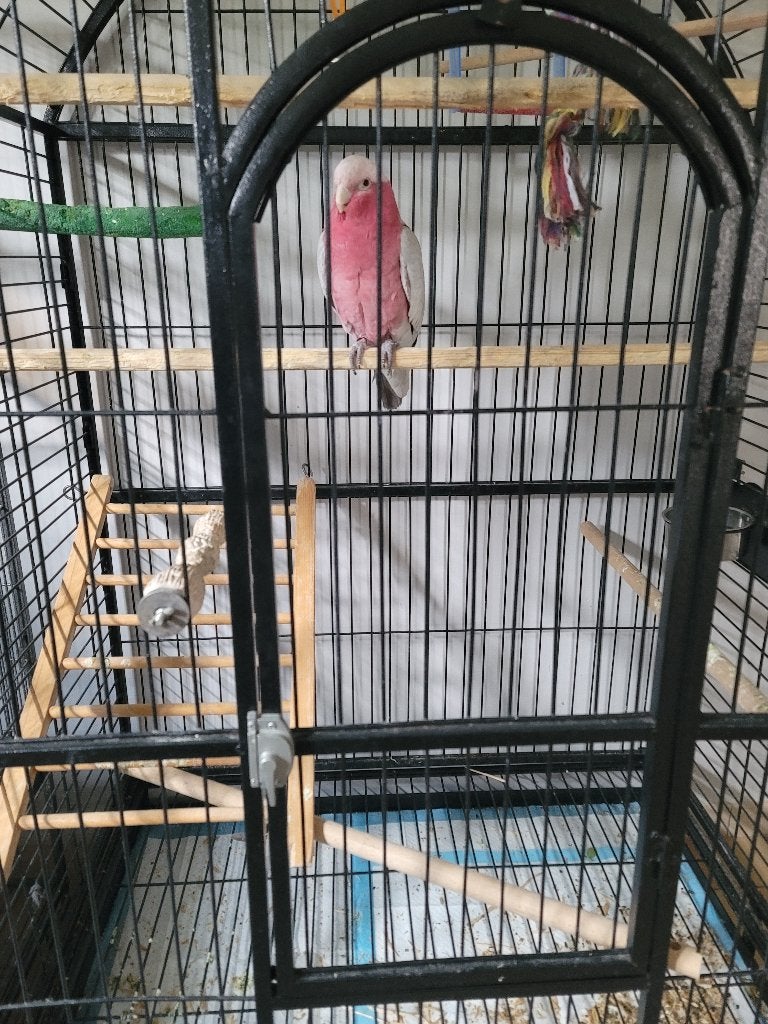 Rosalbin male eam, Animaux & Accessoires, Mâle, Bagué