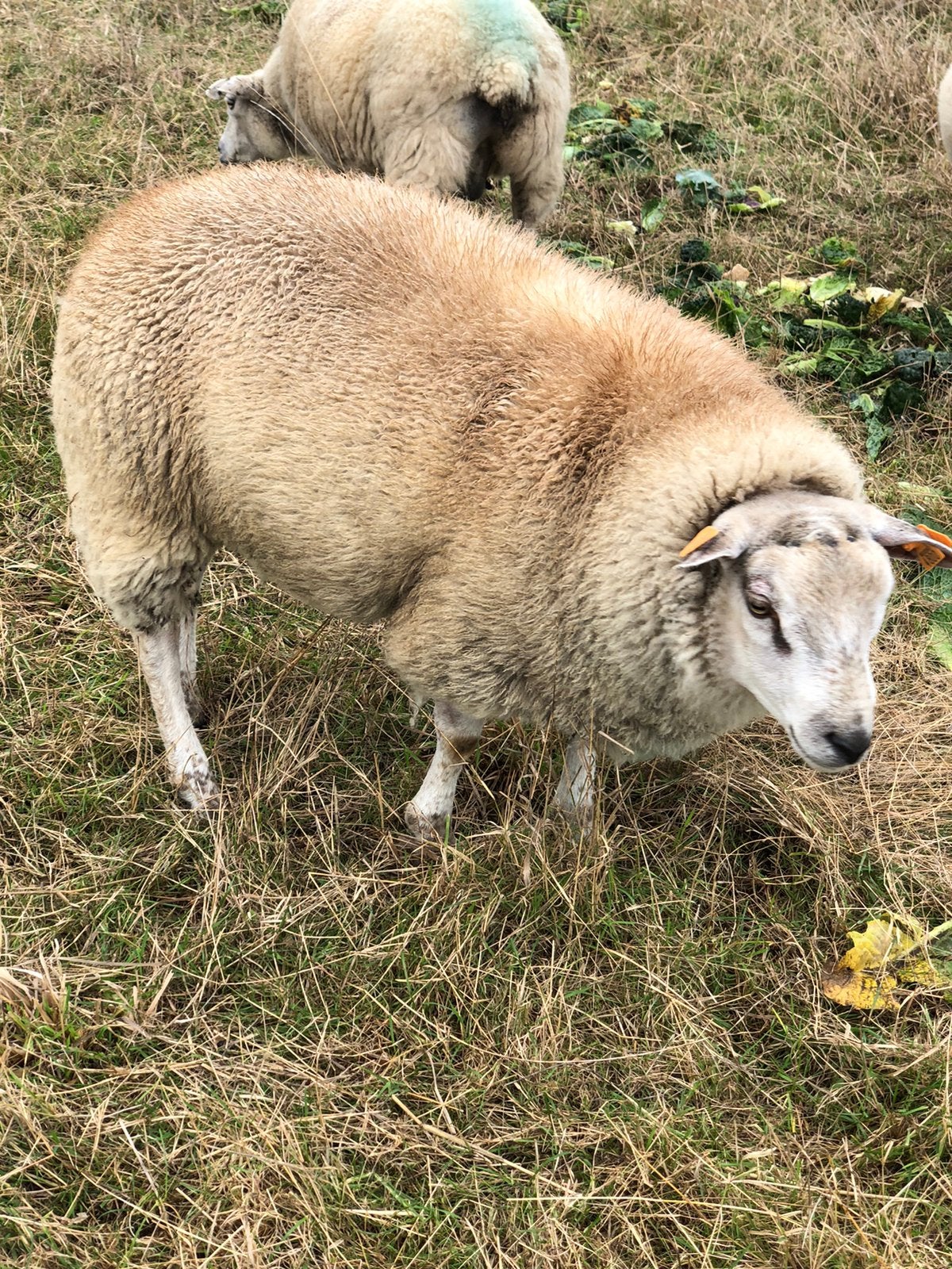Schapenbok, Mannelijk