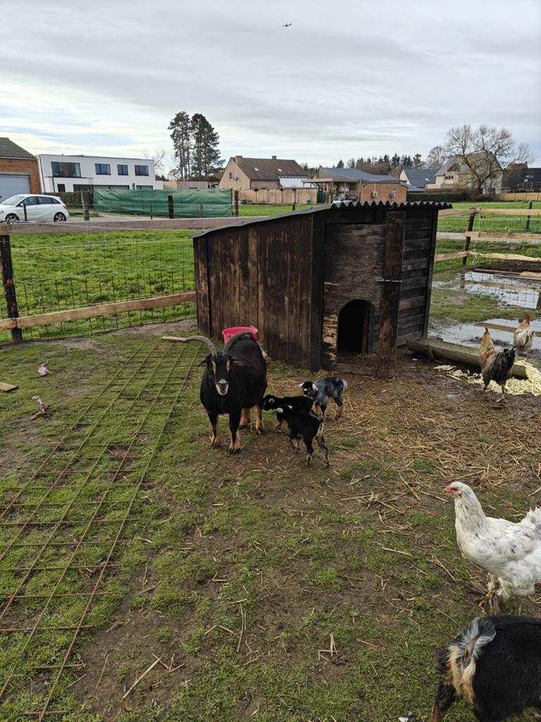 Dwerggeit mieke, Dieren en Toebehoren, Schapen, Geiten en Varkens
