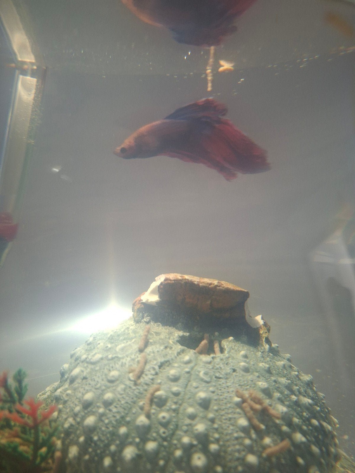 Betta vis (mannelijk), Animaux & Accessoires, Poisson