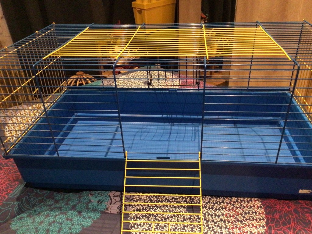 Cavia, konijnenhok, Moins de 60 cm, 75 à 110 cm, Cage, Cobaye
