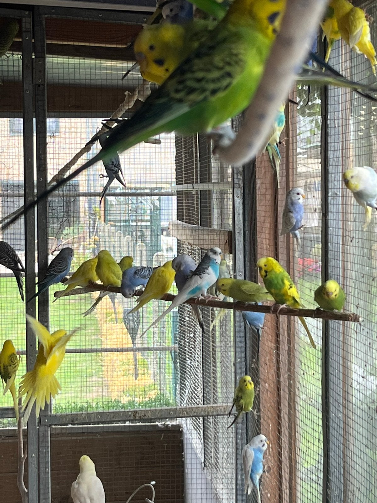 Grasparkietjes, Dieren en Toebehoren, Geringd