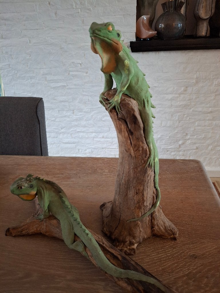 Realistische harsfiguren van een leguaan op  drijfhouttak,., Ophalen