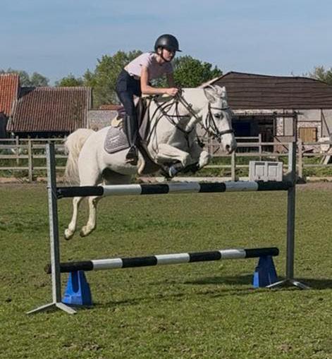 superlieve D-pony 9 jaar op zoek naar nieuw huisje, Dieren en Toebehoren, Pony's, Merrie, D pony (1.37m tot 1.48m), Springpony