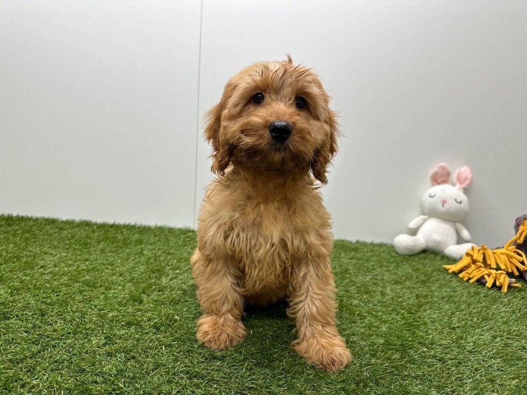 Cockapoo pups (F1), België, 8 tot 15 weken, CDV (hondenziekte), Meerdere