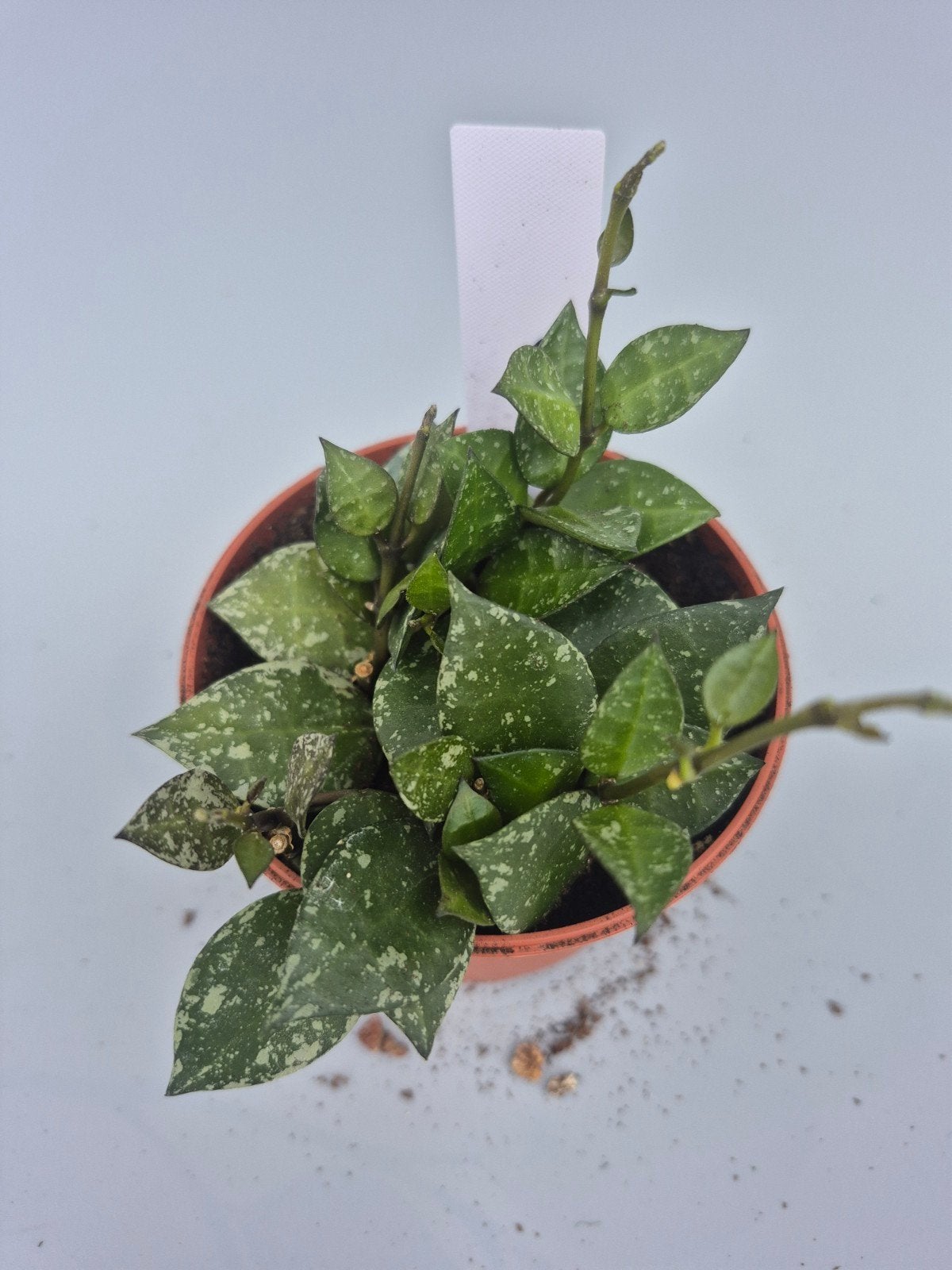 Hoya Krohniana Eskimo, Maison & Meubles, Plantes d'intérieur, Enlèvement ou Envoi