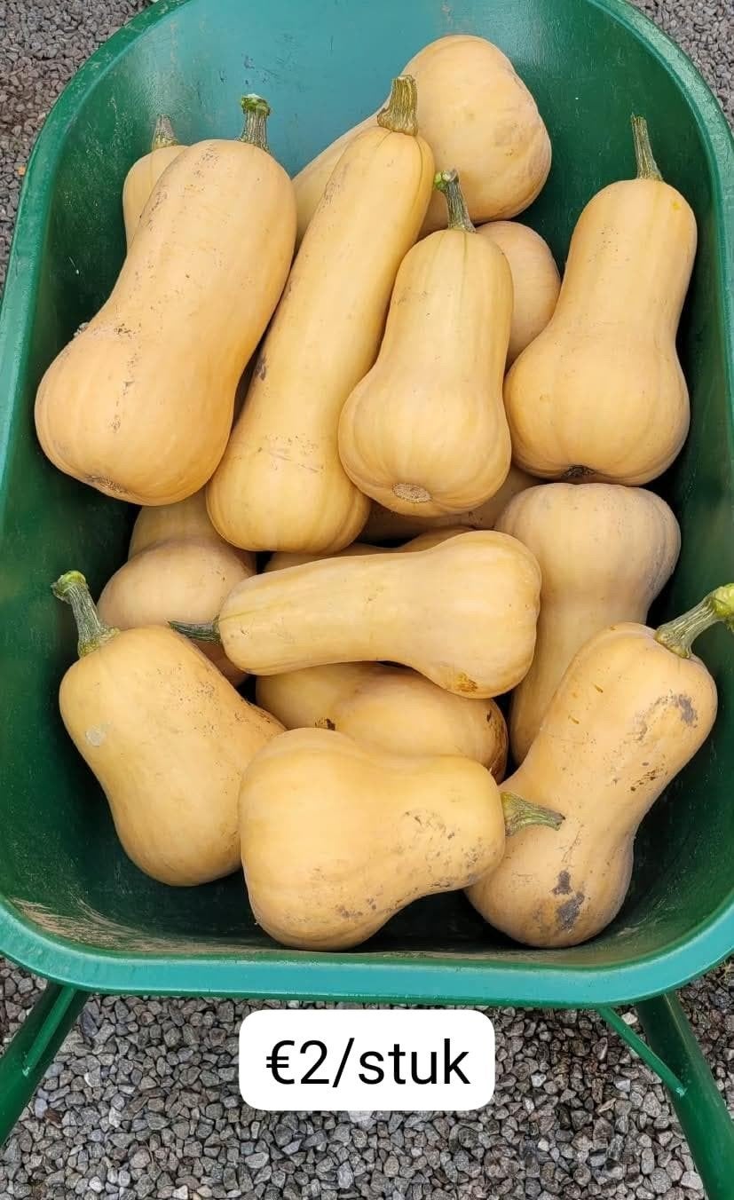 Pompoenen, Ophalen