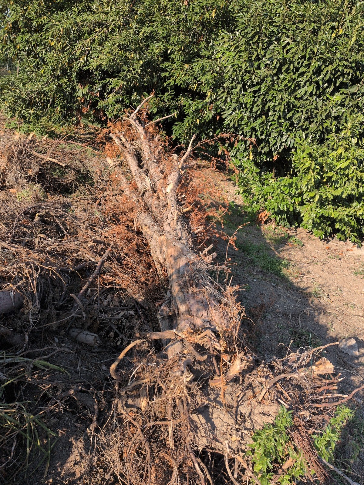 Souches d'arbres, Enlèvement