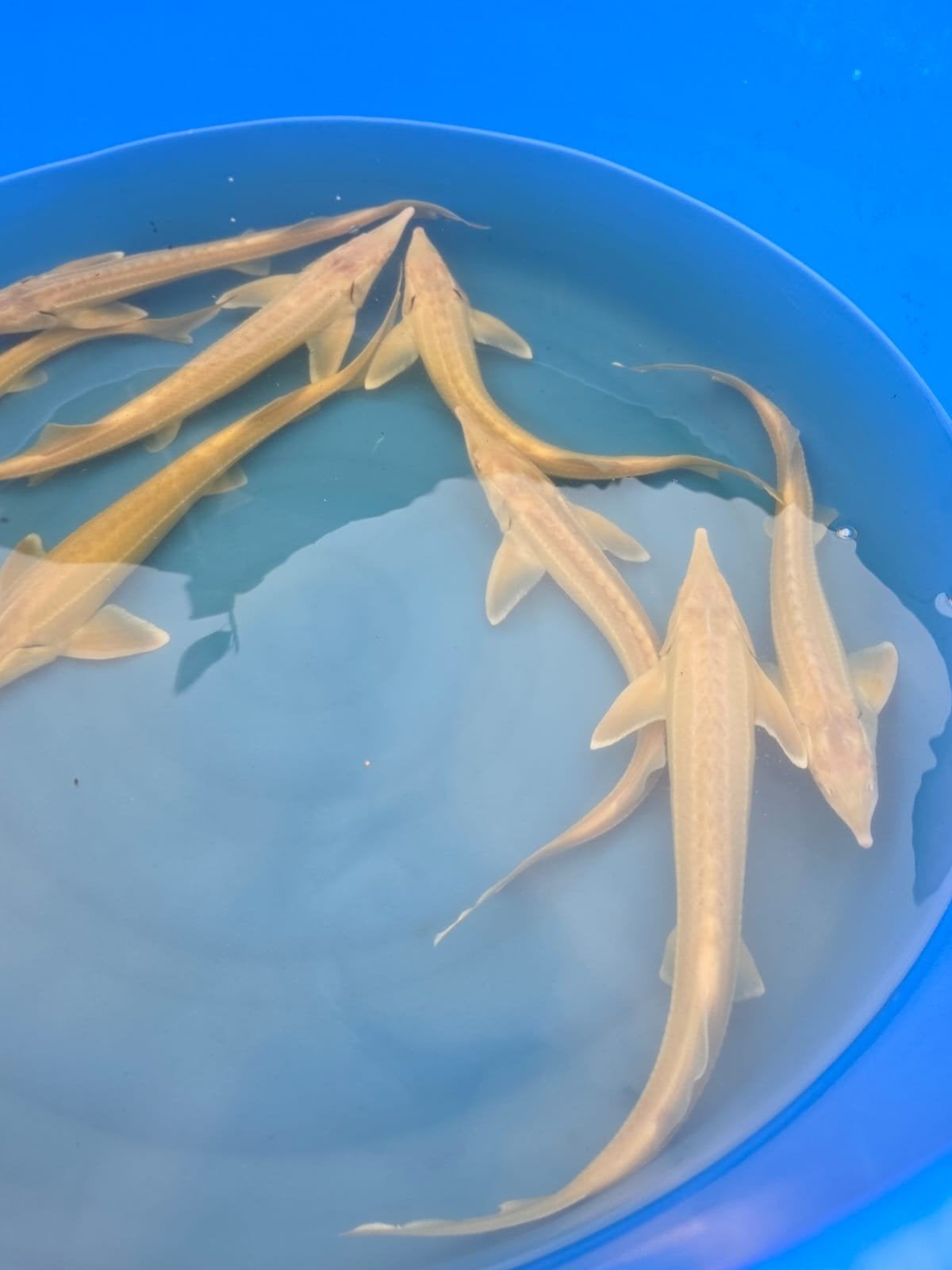 Verschillende maten albino steur in solden!, Dieren en Toebehoren, Vissen | Vijvervissen, Steur