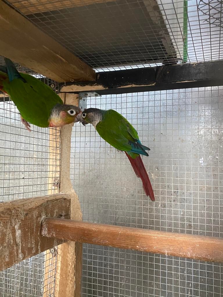 Koppel pyrrhura, Animaux & Accessoires, Oiseaux | Perruches & Perroquets