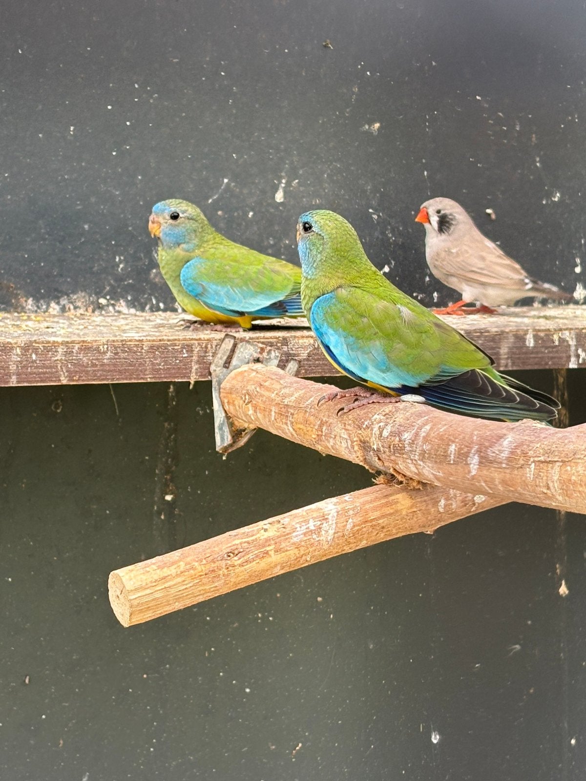 3 jeunes perruches splendides, Plusieurs animaux