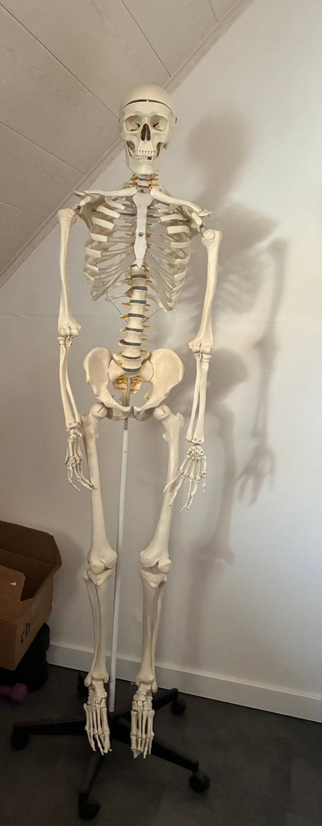 Anatomie model skelet- levensgroot-180 cm, Diversen, Ophalen