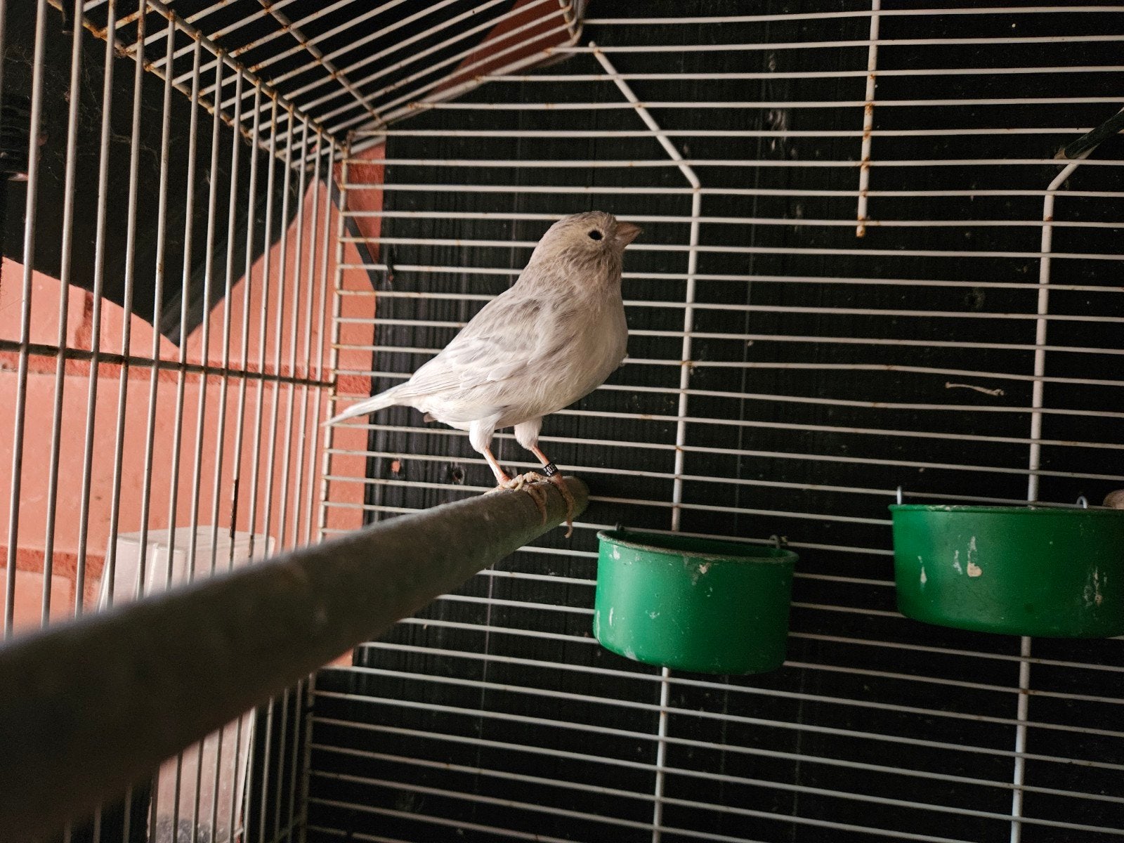 kleur kanarie, Dieren en Toebehoren, Mannelijk, Tropenvogel, Geringd
