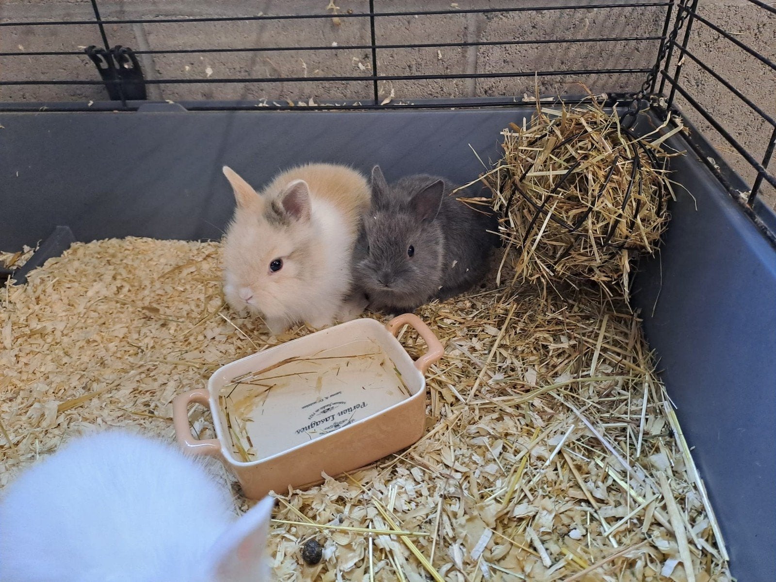 tamme dwergkonijntjes, Dieren en Toebehoren, Konijnen, Meerdere dieren, Dwerg, 0 tot 2 jaar