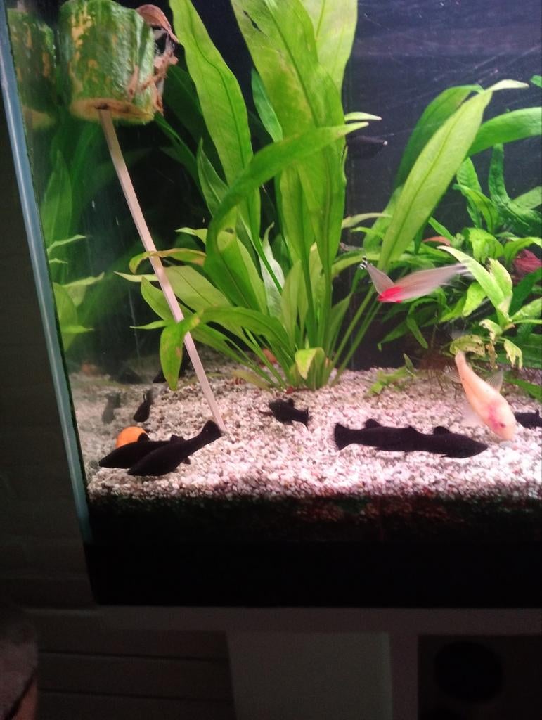 Black Molly's ruilen, Dieren en Toebehoren
