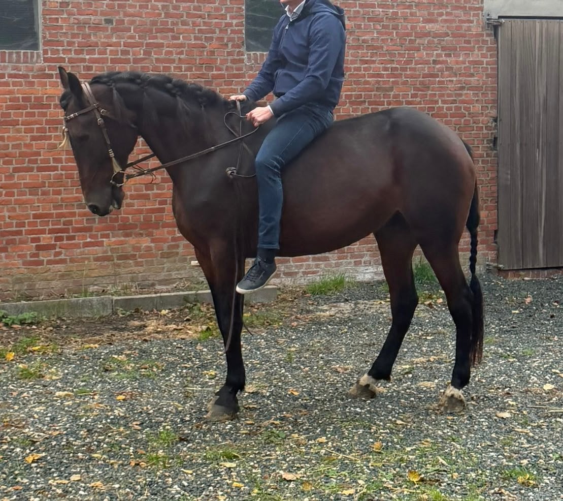 Brave 9 jarige merrie., Dieren en Toebehoren, Merrie, Niet van toepassing, Recreatiepaard, 7 tot 10 jaar