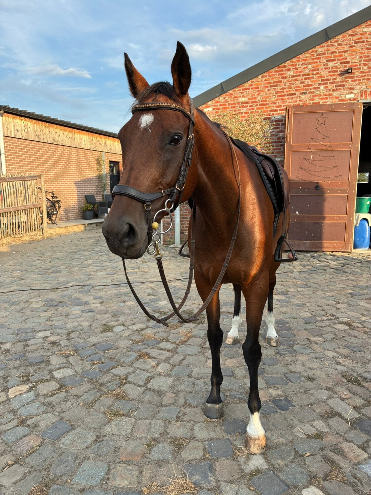Paard Te Koop, Dieren en Toebehoren, Merrie, Met stamboom, Zadelmak, 7 tot 10 jaar