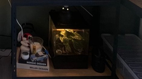 Wimpergekko, Ophalen, Zo goed als nieuw