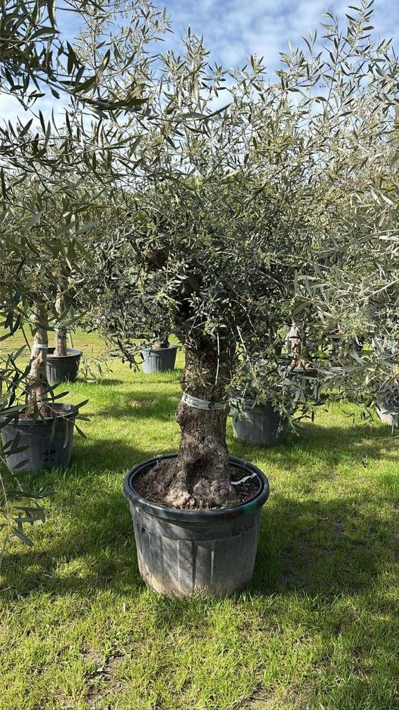 ‼️olijfbomen olea europaea met grillige stam‼️, Ophalen