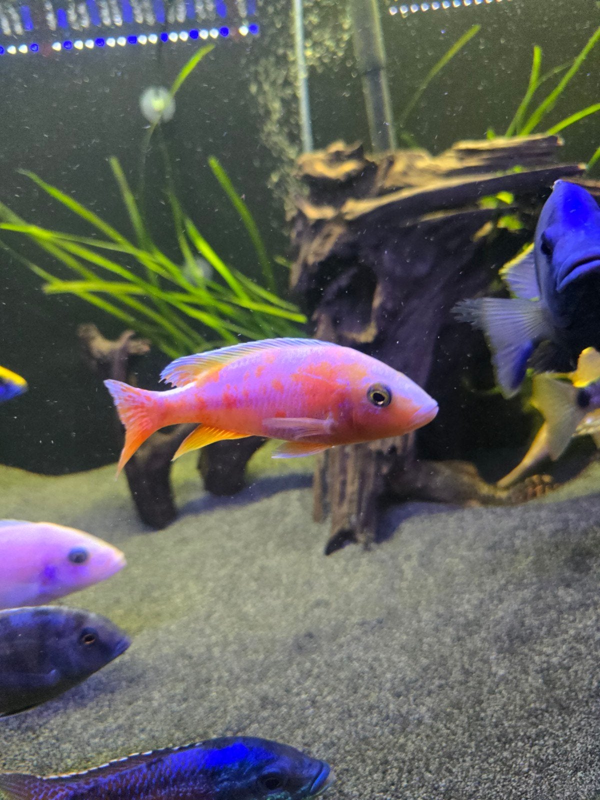 Sciaenochromis rozegloed, Dieren en Toebehoren