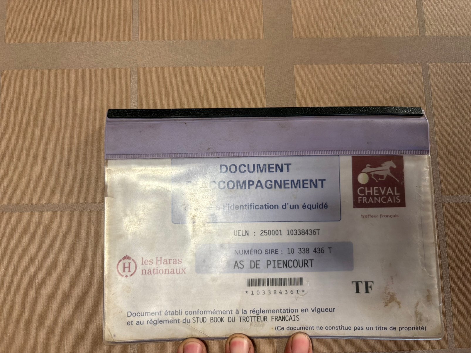 16 jarige franse draver ruin te koop, Animaux & Accessoires, Chevaux, Hongre, 11 ans ou plus, Cheval de récréation, Avec pedigree