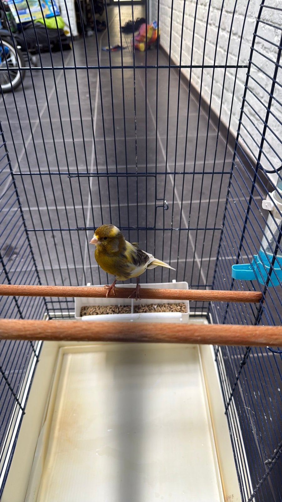 Kanarie, Dieren en Toebehoren, Mannelijk