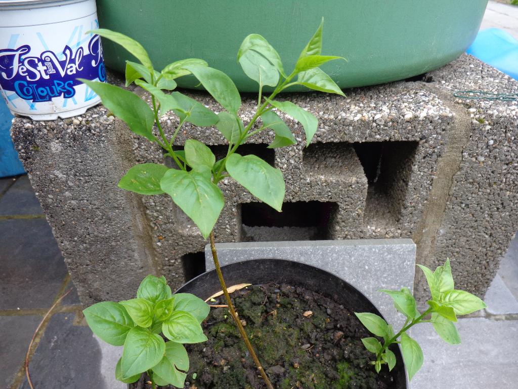 lilas blanc : jeune pousse en pot 10 €/pièce, Tuin en Terras, Planten | Bomen, Overige soorten, Minder dan 100 cm, Halfschaduw