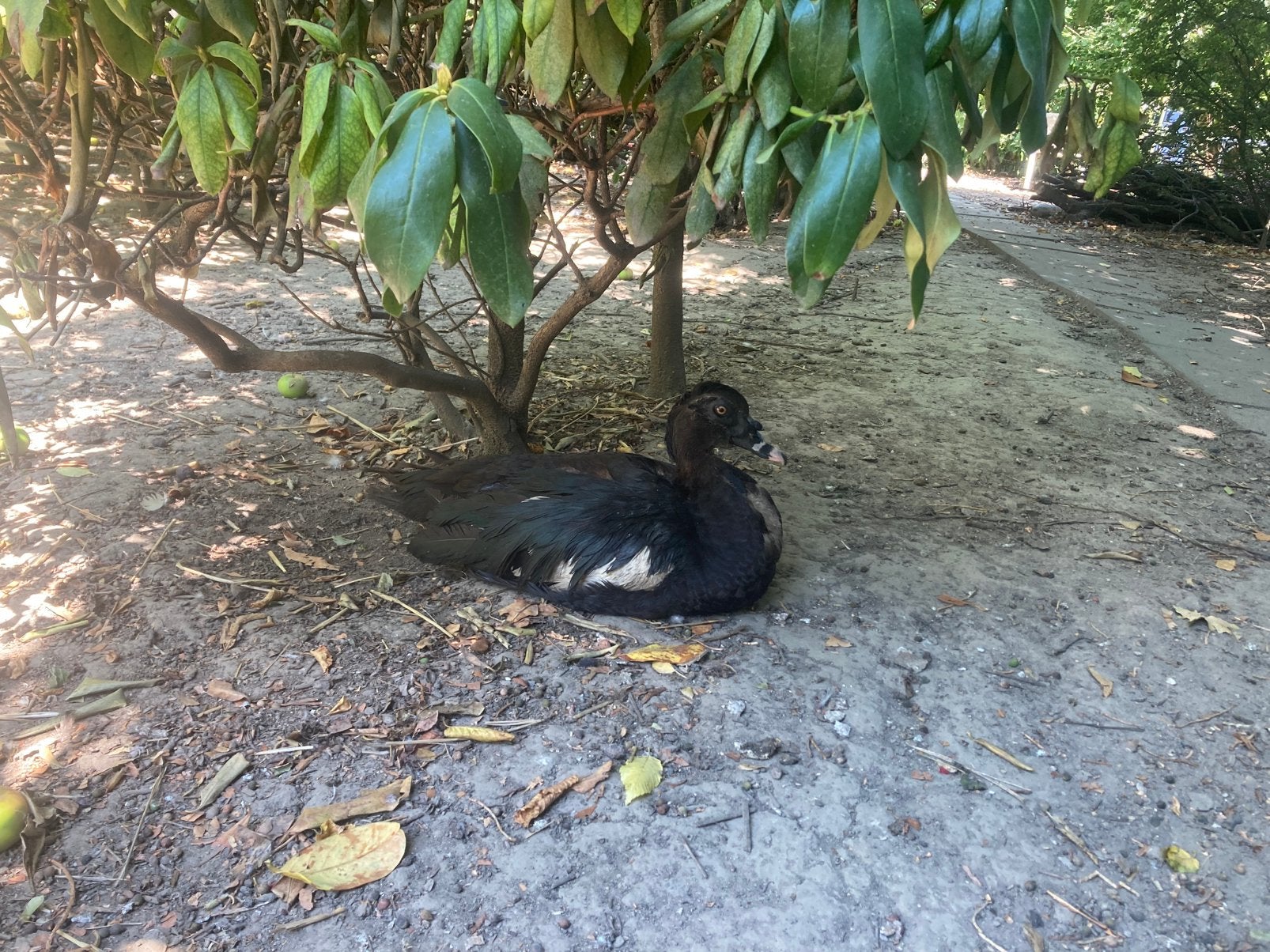 Bevruchte eieren wildvorm muskuseenden, eend, Canard