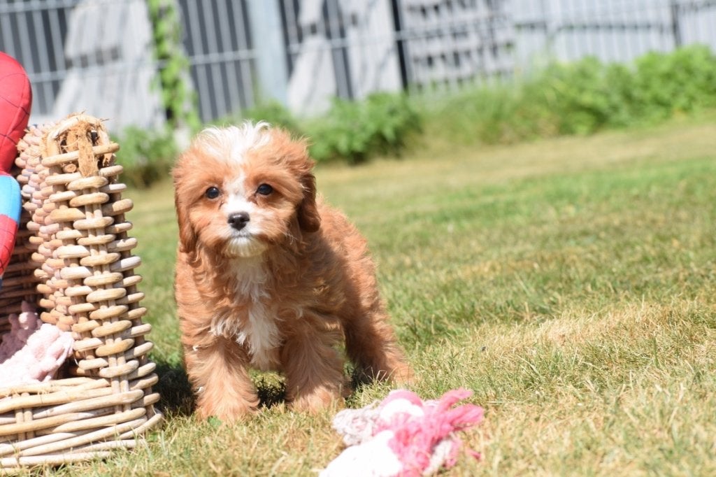 Nouveau nid pour chiots Cavapoo, Animaux & Accessoires, Chiens | Sans pedigree, 15 semaines à 1 an, Maladie de Carré (chiens)