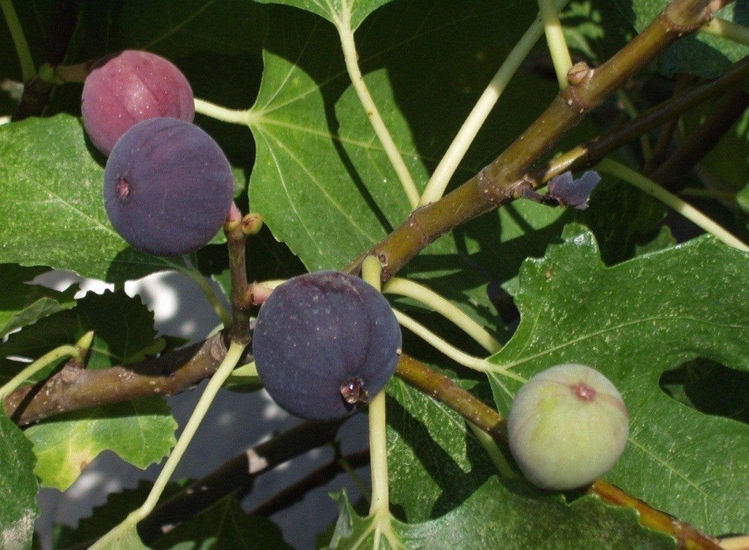 Figuier biologique (par pièce pour 25 euros), Jardin & Terrasse, Plantes | Arbres fruitiers, Enlèvement, Figuier