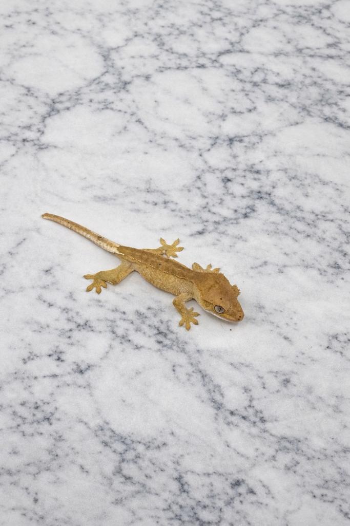 Wimpergekko kuifgekko, Dieren en Toebehoren