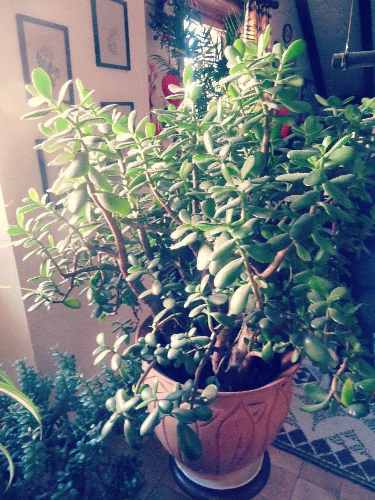 Patioplant, Ophalen, Nieuw