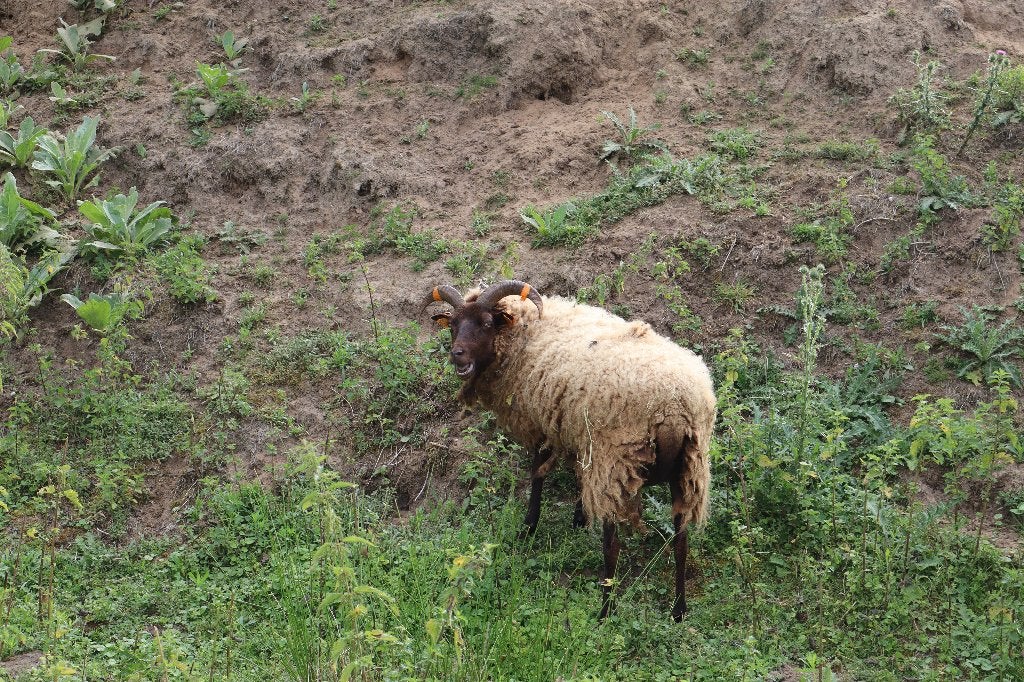 Manx Loaghtan schapen, Dieren en Toebehoren, Meerdere dieren, Schaap, 0 tot 2 jaar
