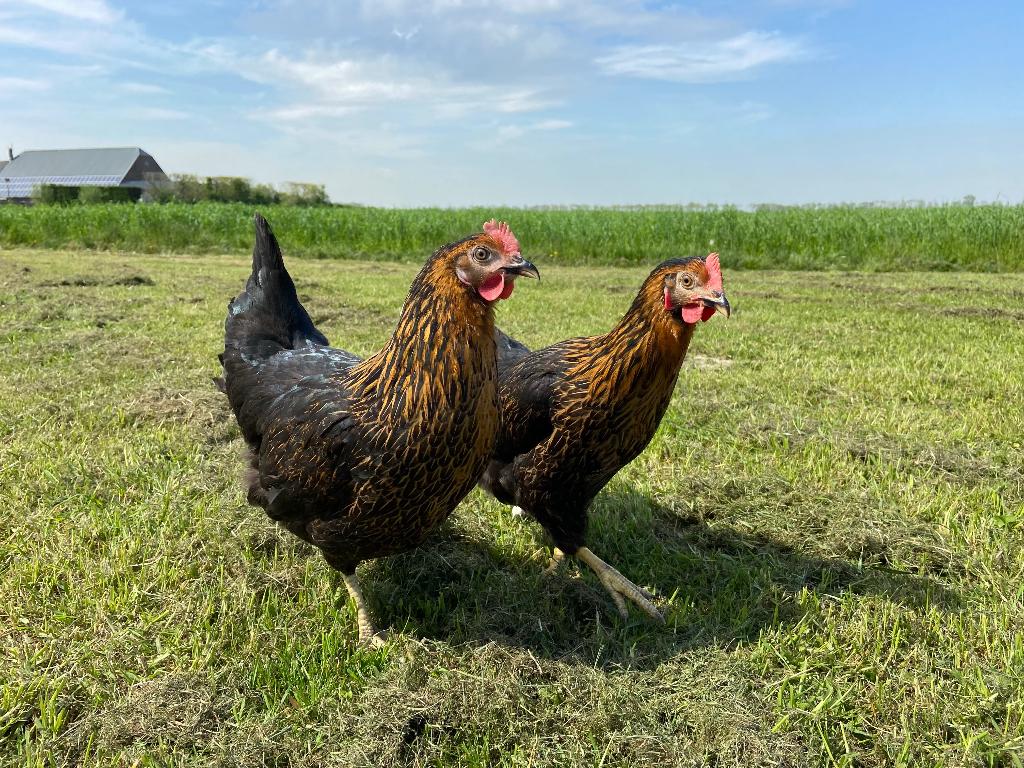 Jonge tamme Harco kippen gesekst en ingeënt, Femelle, Poule ou poulet