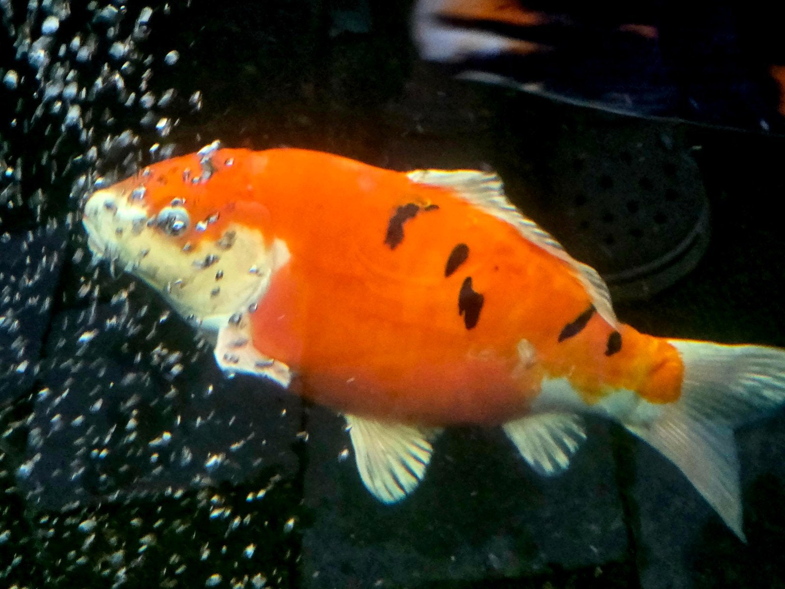 Japanse koi, Dieren en Toebehoren, Karper of Koi