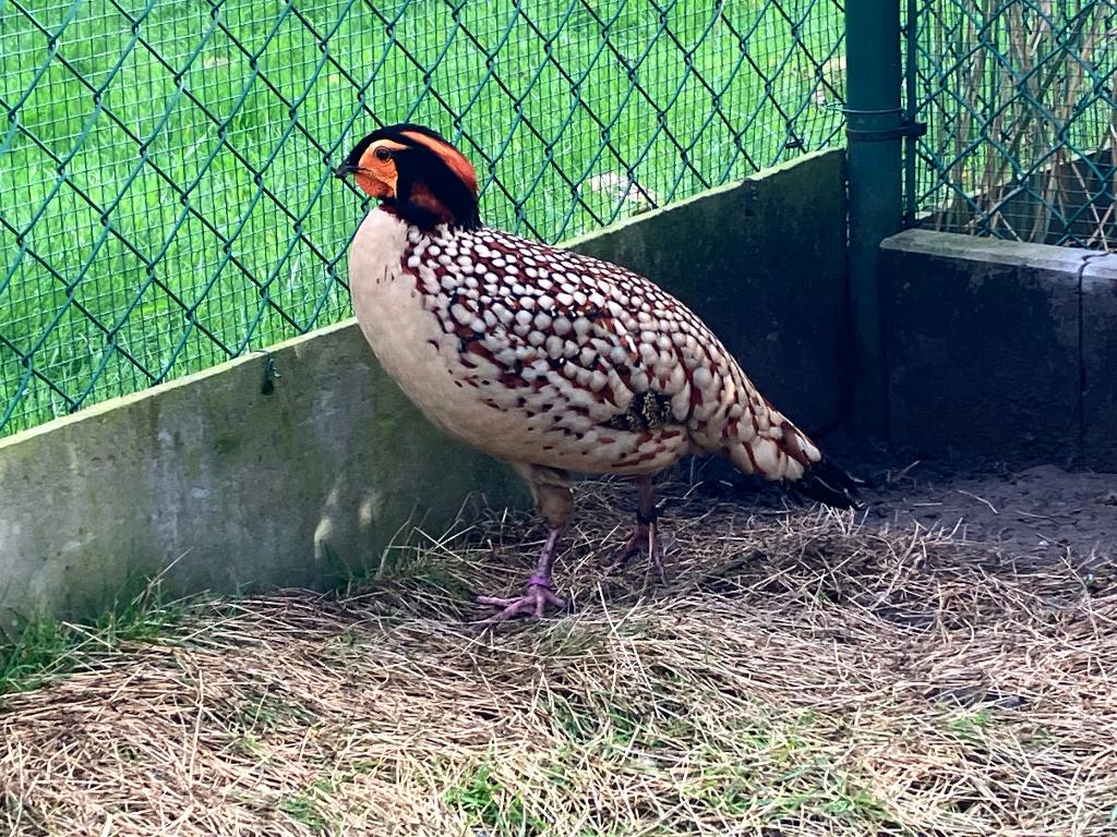 Tragopan Cabot Tragopan TRC, Animaux & Accessoires, Oiseaux | Oiseaux Autre, Oiseau tropical, Mâle, Domestique, Bagué