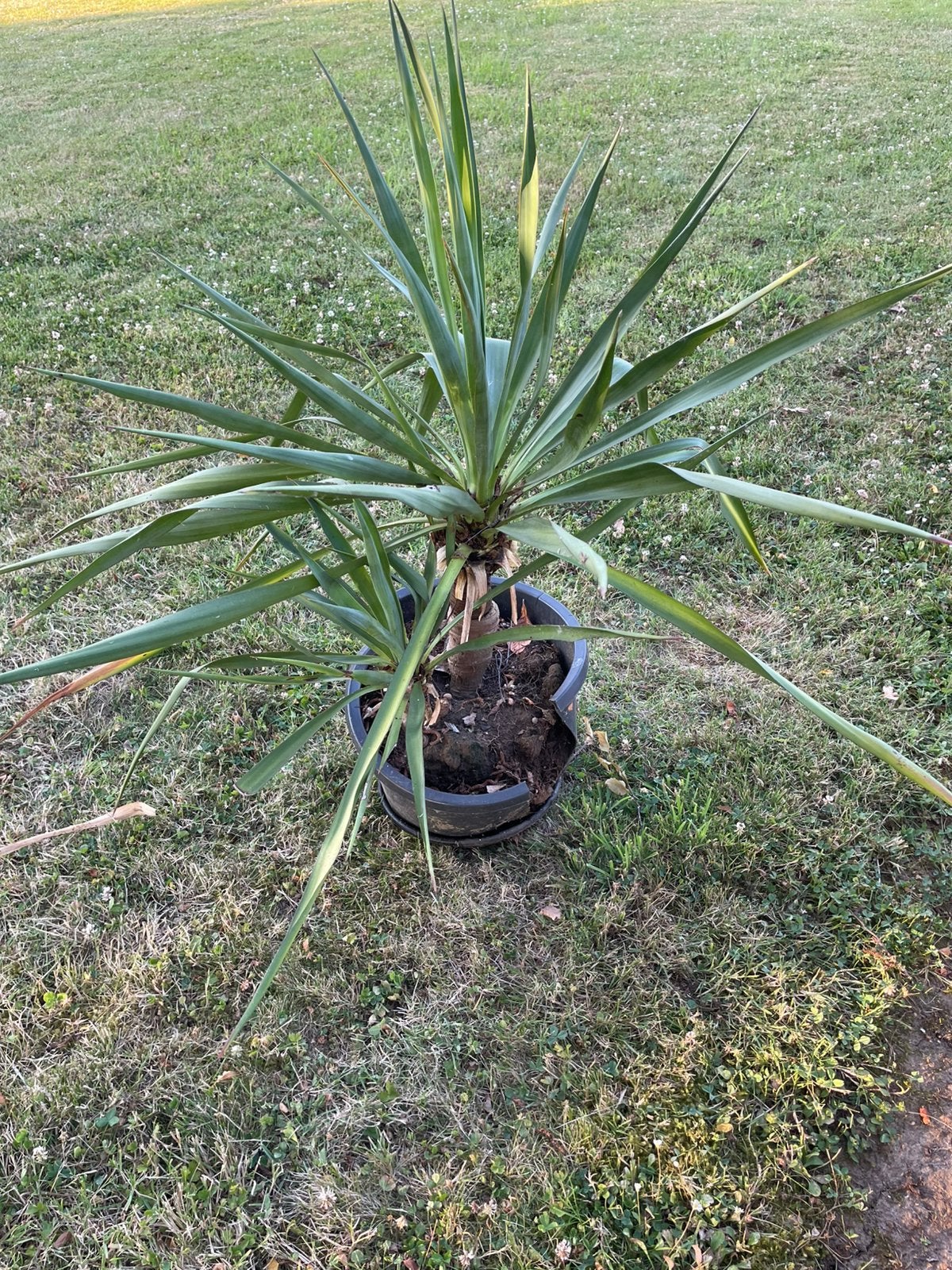 Plant winterhard hoogte 95 cm, Tuin en Terras, Planten | Tuinplanten, Vaste plant, Bloeit niet, Halfschaduw, Ophalen