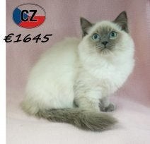 Ragdoll — Chatons doux et élégants à vendre, Plusieurs animaux, Avec puce électronique, 0 à 2 ans