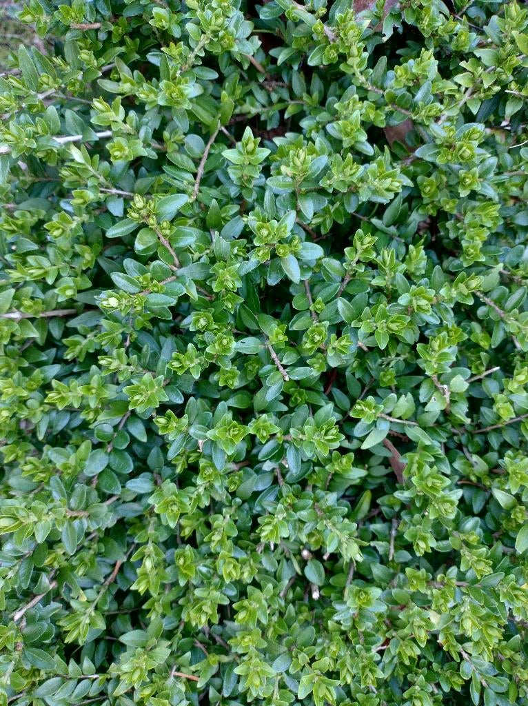 Lonicera nitida  vervangt buxus - haag - bodembedekker plant, Jardin & Terrasse, Plantes | Arbustes & Haies, Enlèvement, Autres espèces