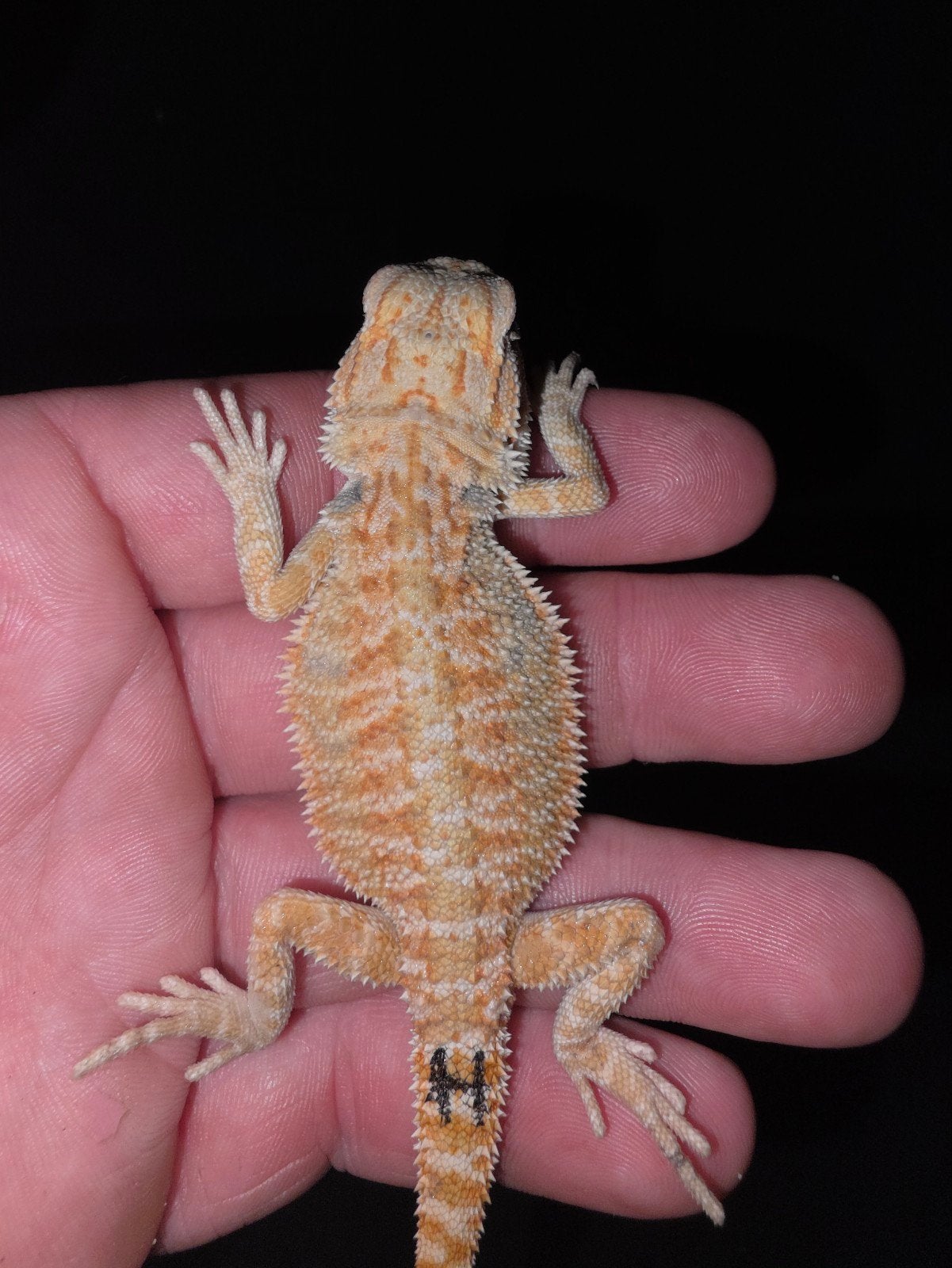 magnifique monstre rouge à 25 %, 100 % dragon barbu mâle zér