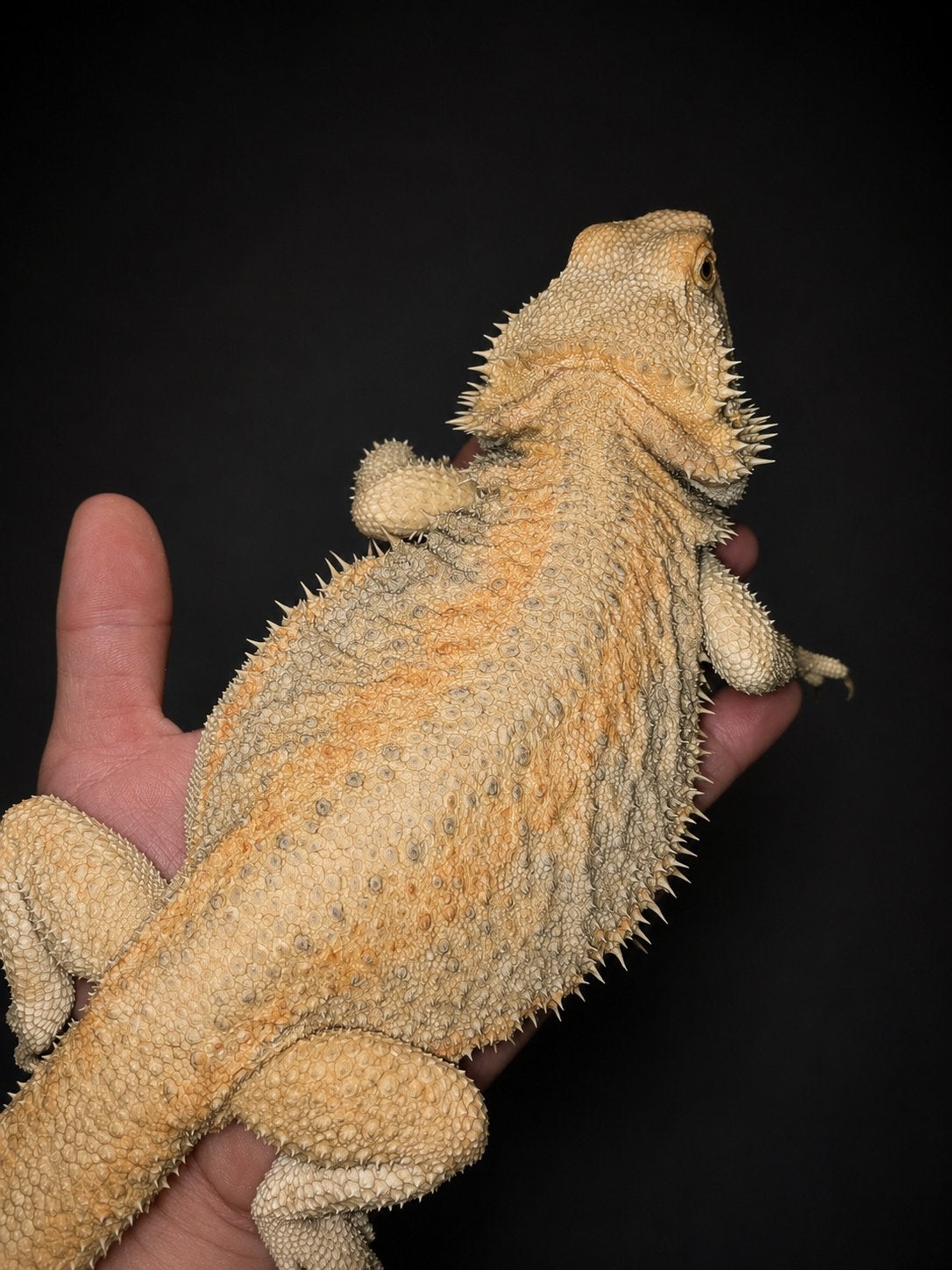 Citrus dunner hypo genetics stripe het trans baardagaam, Hagedis, Tam, 0 tot 2 jaar