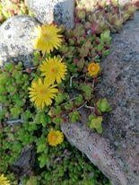 rots plantje delosperma congestum, Tuin en Terras, Ophalen, Bodembedekkers, Volle zon, Vaste plant