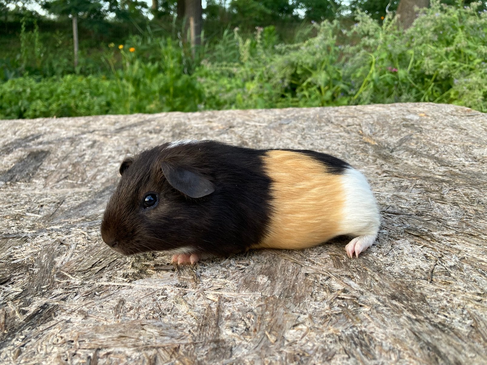 Gladhaar cavia, Dieren en Toebehoren, Mei, Mannelijk, Cavia